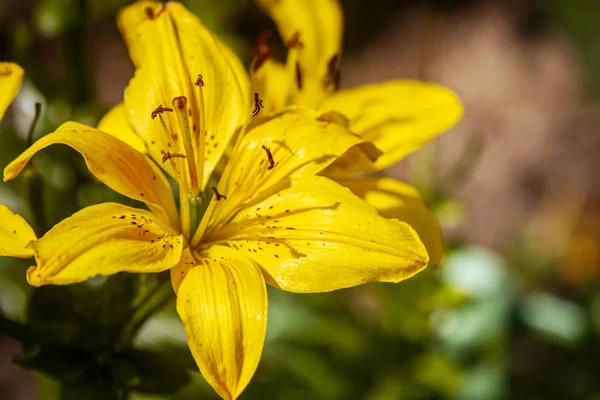 Piękny żółty lilia kwiat na zewnątrz — Zdjęcie stockowe
