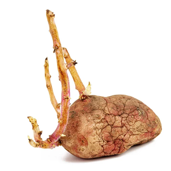 흰 배경에 격리되어 있는 종양이 있는 분홍색 감자 — 스톡 사진