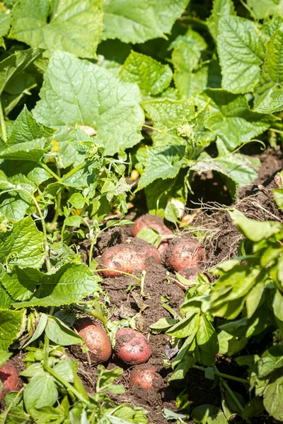 Fresh Potato Harvest Organic Potatoes Field Harvesting Potatoes Soil — Stock Photo, Image