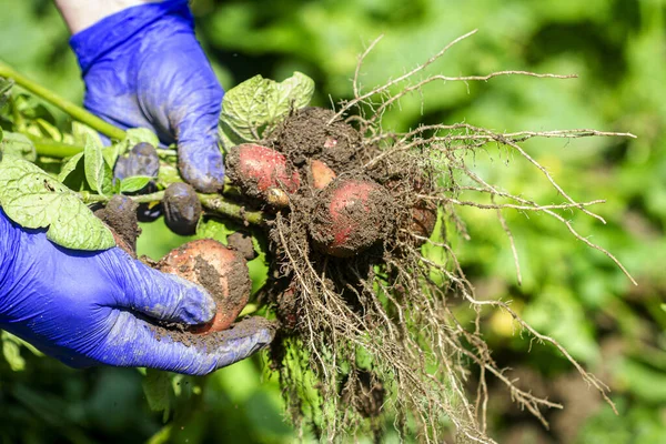 Fresh Potato Harvest Hands Gloves Holding Potatoes Fresh Potatoes Dig — Stock Photo, Image
