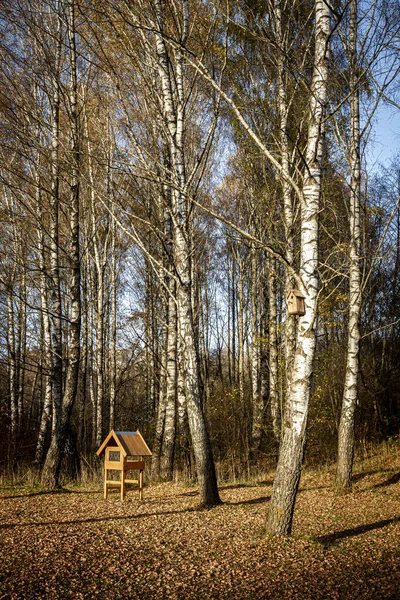 Krmítko Pro Velké Ptáky Podzimním Březovém Lese Podzimní Krajina — Stock fotografie