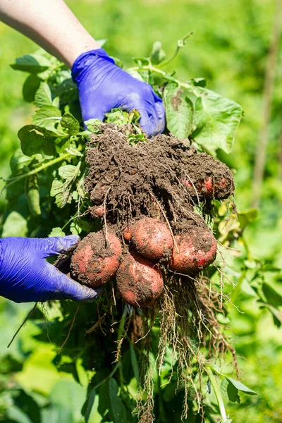 Fresh Potato Harvest Hands Gloves Holding Potatoes Fresh Potatoes Dig — Stock Photo, Image