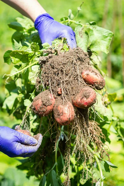 Fresh Potato Harvest Hands Gloves Holding Potato Fresh Potatoes Dig — Stock Photo, Image