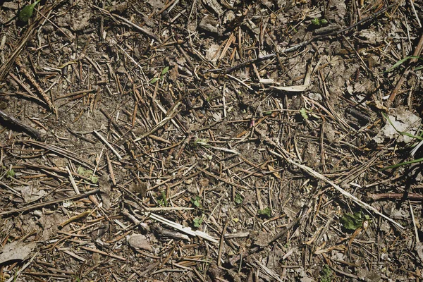 いくつかの葉 小枝や種子と自然松の森の地面 森林土壌の質感の背景 — ストック写真