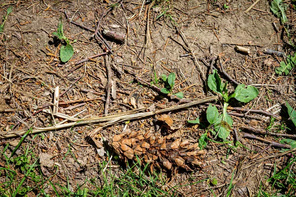 Natural Pine Forest Ground Some Grass Pine Cone Seeds Forest — Stock Photo, Image