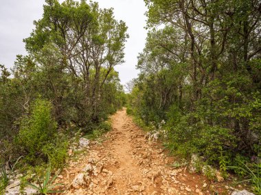 Cala Goloritze 'ye giden yol ünlü plaja çıkıyor. Yol boyunca bir dizi görkemli ve antik holm meşesi var..