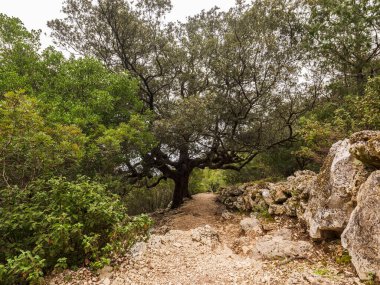 Majestic ve Antik holm meşesi Cala Goloritze 'ye giden yolda meşhur plaja gidiyor.
