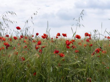 Kırmızı haşhaş tarlası. Güzel bahar gelincik tarlası berrak gökyüzüne ve açık bulutlara karşı
