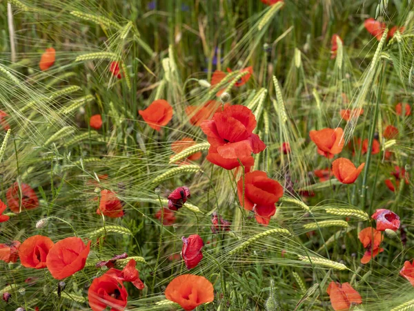 ケシの畑を閉めろ 小麦畑で美しい赤いポピーの花 春の自然構成 — ストック写真