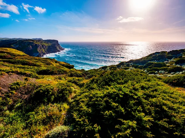 Wild vegetation in spring with a view of the cliff of Lampianu, Stintino, Sardinia, Italy