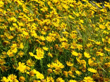 Arkaplan veya doku olarak sarı renkli çiçekli (glebionis coronaria) çayır. Baharda açan sarı papatyalar