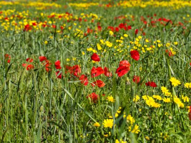 Sarı çiçekli yeşil çayır ve parlak kırmızı gelincikler. Yaban çiçeği arkaplan resmi.