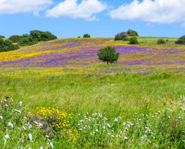 Baharda açan bir tarlanın manzarası. Açık mavi gökyüzünün arka planında sarı papatyalar ve mor çiçekler.
