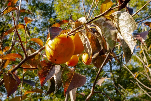 Persimmon Tree Ripe Fruit Illuminated Light Autumn Morning Sun Kaki — Stock Photo, Image