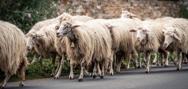 Sardinian sheep of autochthonous breed in the Ogliastra region, Sardinia, Italy, Europe clipart