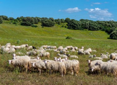 Sardinian sheep of autochthonous breed in the Ogliastra region, Sardinia, Italy, Europe clipart