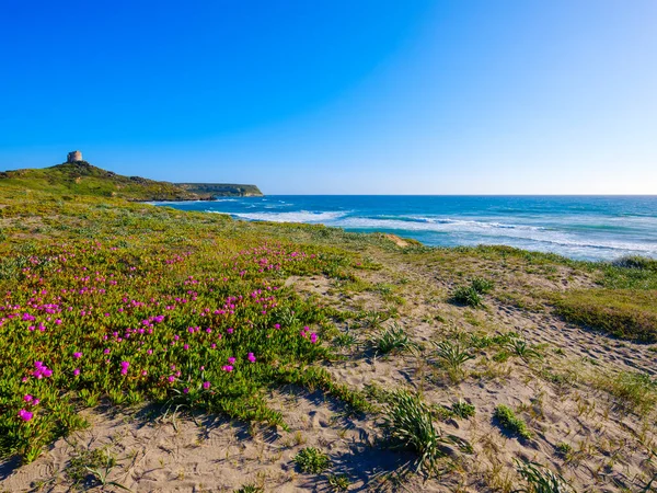 Capo San Marco Beach Spring Tower View Cabras Sardinia Italy — Stock Photo, Image