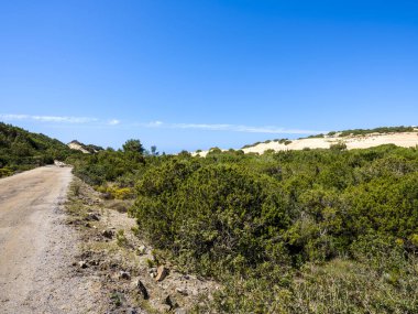 Piscinas, Arbus, Sardinya, İtalya 'nın kum tepelerine giden yol. Piscinas 'ın kum tepelerine giden toprak yol, ardıç ve lentisk ağaçlarının vahşi bitkileri arasında.