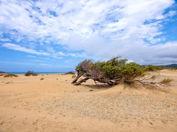 Dunes Piscinas Largest Natural Beach Europe Arbus Sardinia Italy Wonderful — Stock Photo, Image