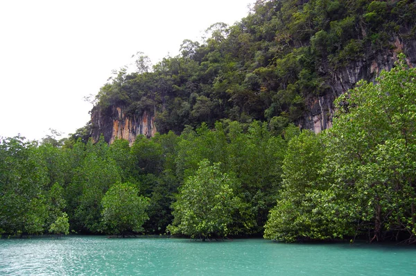 Forêts de mangroves dans la mer — Photo