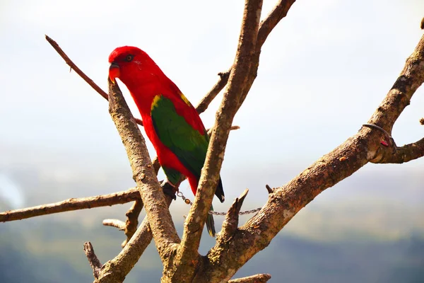A bottal színes papagáj — Stock Fotó