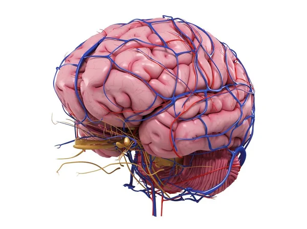 Cerebro humano con red de vasos sanguíneos — Foto de Stock