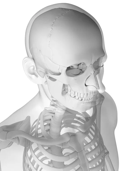 Estrutura óssea do crânio humano — Fotografia de Stock