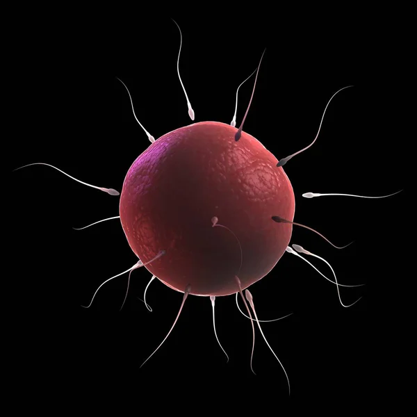 Sperm fertilising an egg — Stock Photo, Image