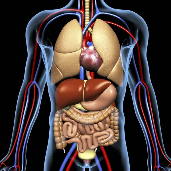 Внутренние органы и сердечно-сосудистая система — стоковое фото