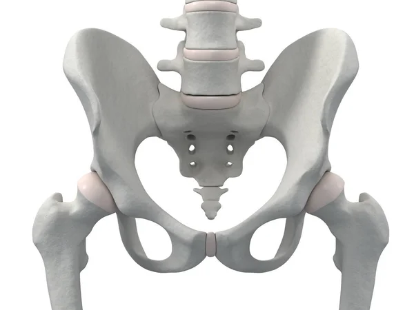 Pelvic girdle and sacrum — Stock Photo, Image