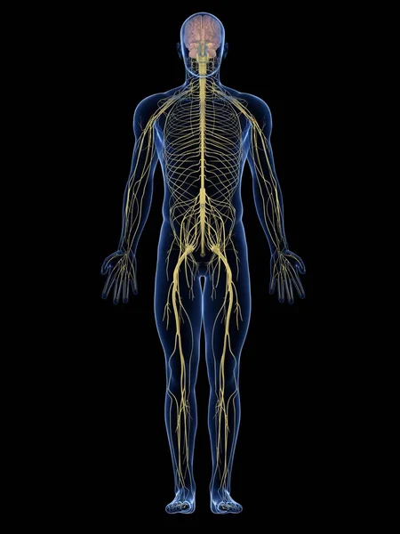 Nervous system showing spinal cord — Stock Photo, Image