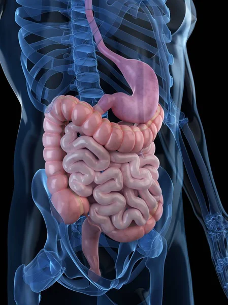 Digestive system of healthy adult — Stock Photo, Image