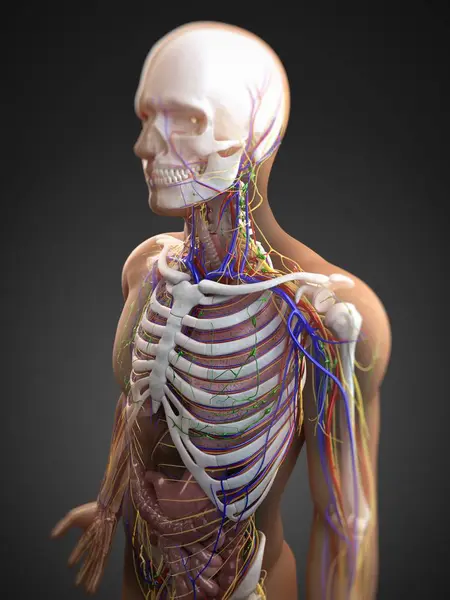 Órganos internos y sistema circulatorio —  Fotos de Stock