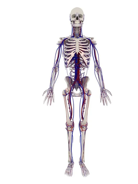 Skeletal system and cardiovascular system — Stock Photo, Image