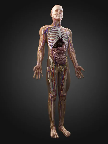 骨骼系统和内脏器官 — 图库照片