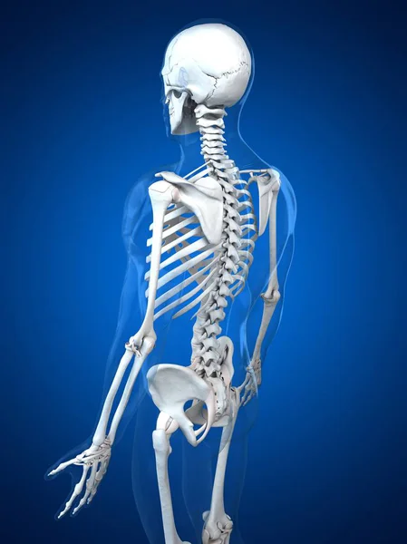 Skeletal structure of adult human — Stock Photo, Image