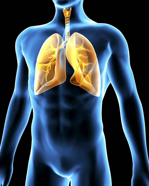 Human torso and respiratory system — Stock Photo, Image