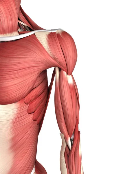 Grupos musculares da parte superior do corpo e braço — Fotografia de Stock