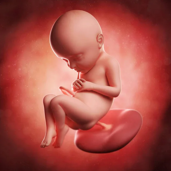 Weergave van foetus bij 32 weken — Stockfoto