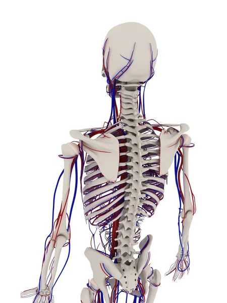 骨骼系统和心血管系统 — 图库照片