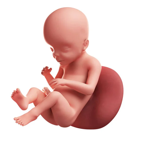 Vista de Fetus às 23 semanas — Fotografia de Stock