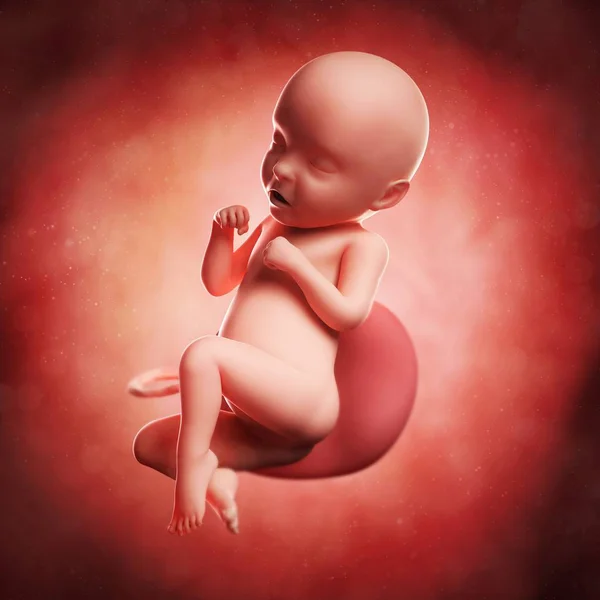 View of Fetus at 31 weeks — Stock Photo, Image
