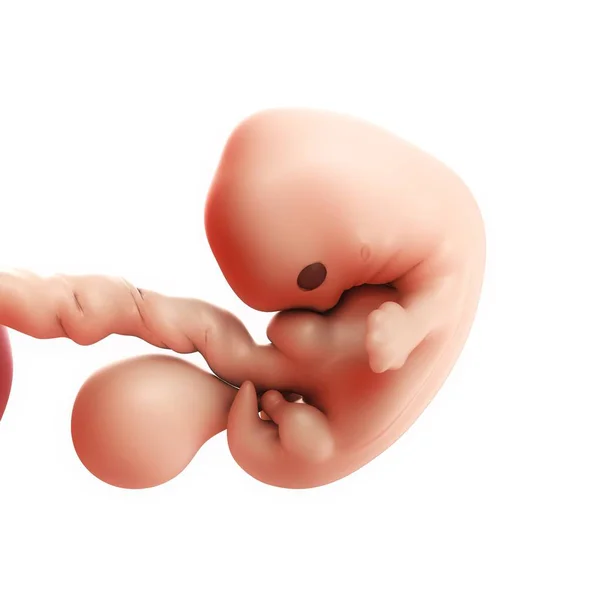 Weergave van foetus op 7 weken — Stockfoto