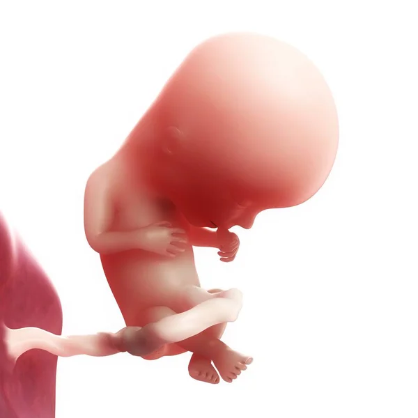 Weergave van foetus op 13 weken — Stockfoto