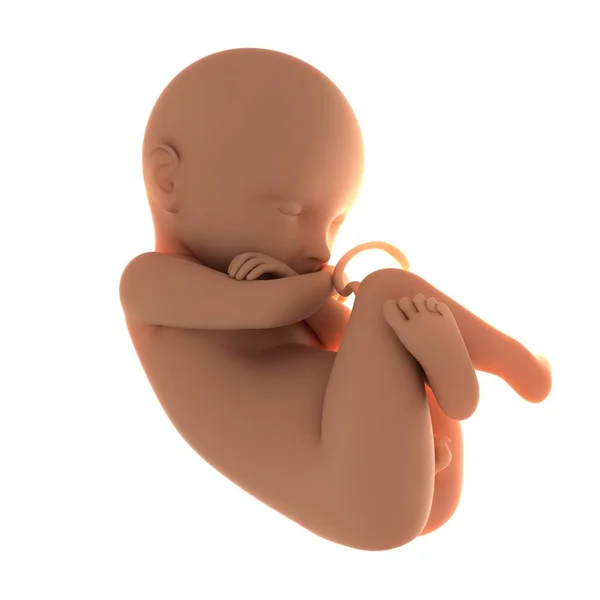 View of Full-term fetus — Stock Photo, Image