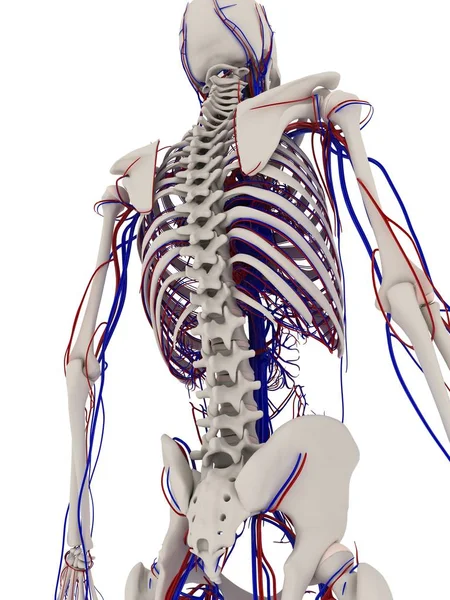 Skeletal system and cardiovascular system — Stock Photo, Image