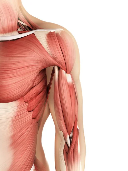 Spieren van arm en schouder — Stockfoto