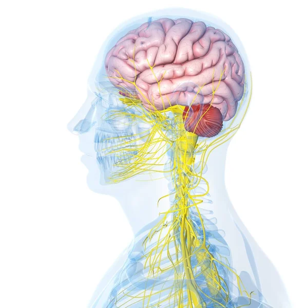 Cérebro e sistema nervoso central — Fotografia de Stock
