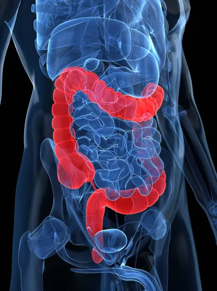 Estado saudável dos intestinos grandes — Fotografia de Stock