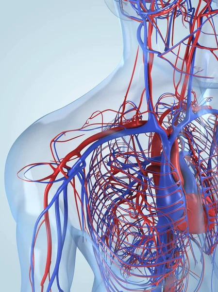 一个成年人的心血管系统 — 图库照片